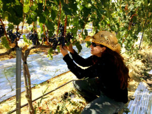Leah checks a bunch of grapes during Harvest.